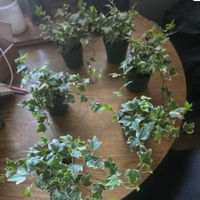 Six potted English ivy plants with green and white variegated leaves arranged on a round wooden table.