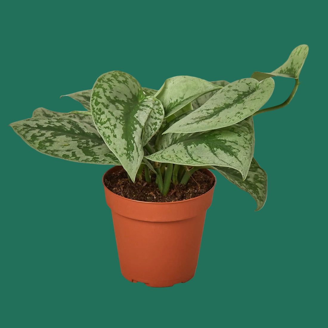 Potted Pothos Silver Splash plant with green leaves in a terracotta pot on a plain green background.