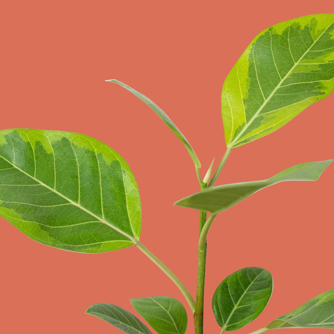 Yellow Gem Ficus leaves with clearly defined veins, close up against a terracotta background.