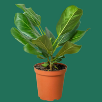Potted Ficus Audrey plant with green leaves on a green background from House of Agave.