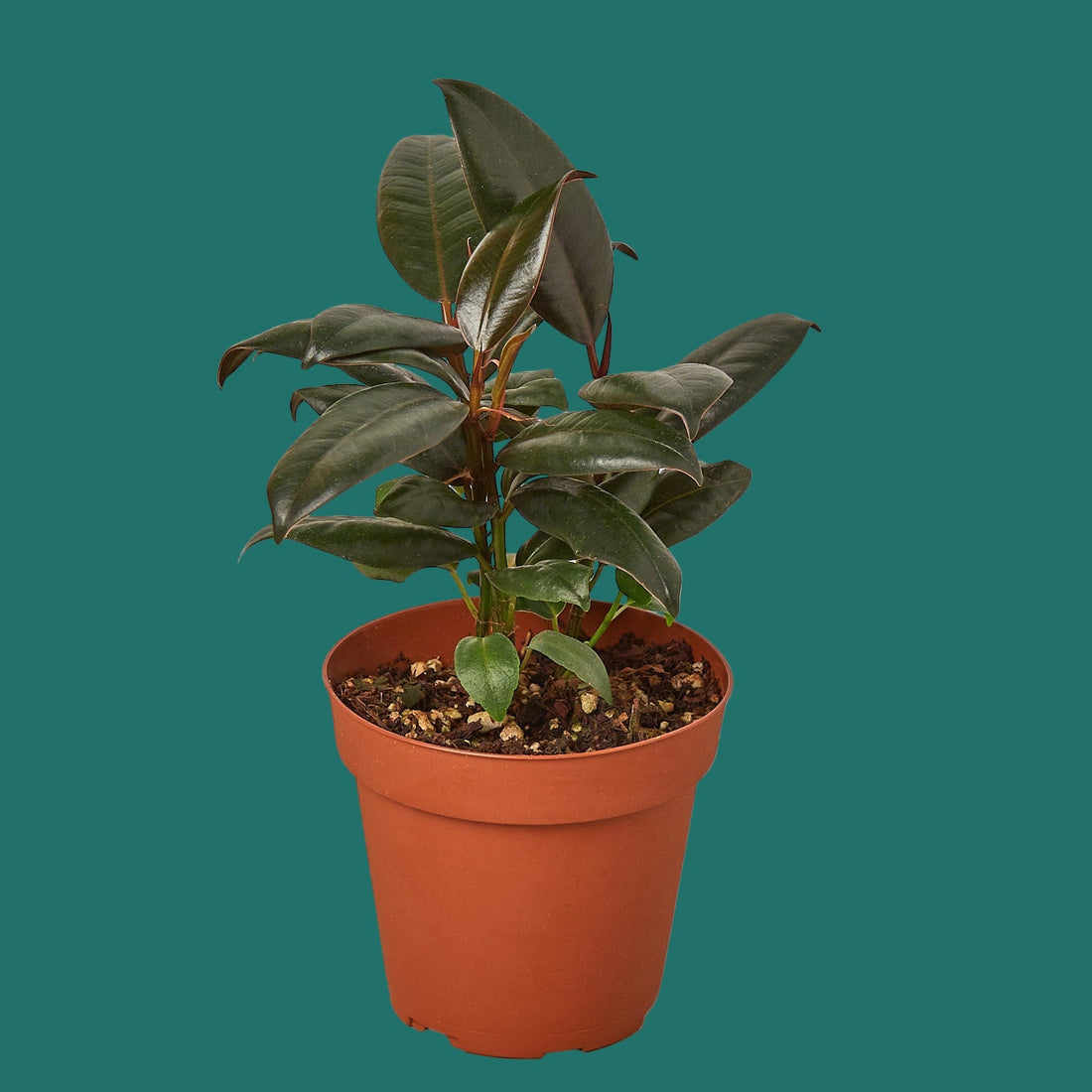 Potted FICUS ELASTICA BURGUNDY plant with green leaves on a green background from House of Agave.