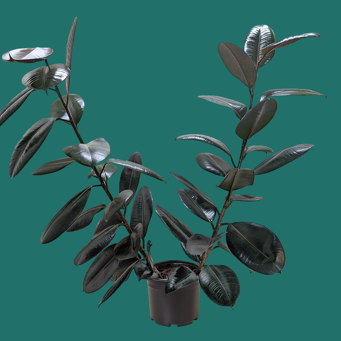 Potted FICUS ELASTICA BURGUNDY plant with dark green leaves on a green background from House of Agave.