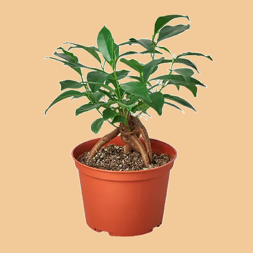 Potted FICUS GINSENG plant with visible roots in an orange pot on a peach background.