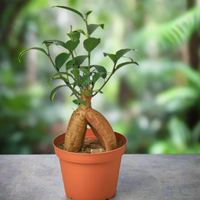 Potted Ficus Ginseng plant with a unique root system  visible above the pot against a blurred background, from House of Agave.