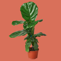 Potted fiddle leaf fig plant on a terracotta background from House of Agave.
