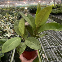 Person holding a potted Ficus Moonshine houseplant in a greenhouse setting.