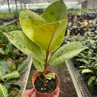 Small potted Ficus Moonshine plant held in a hand with a greenhouse background.