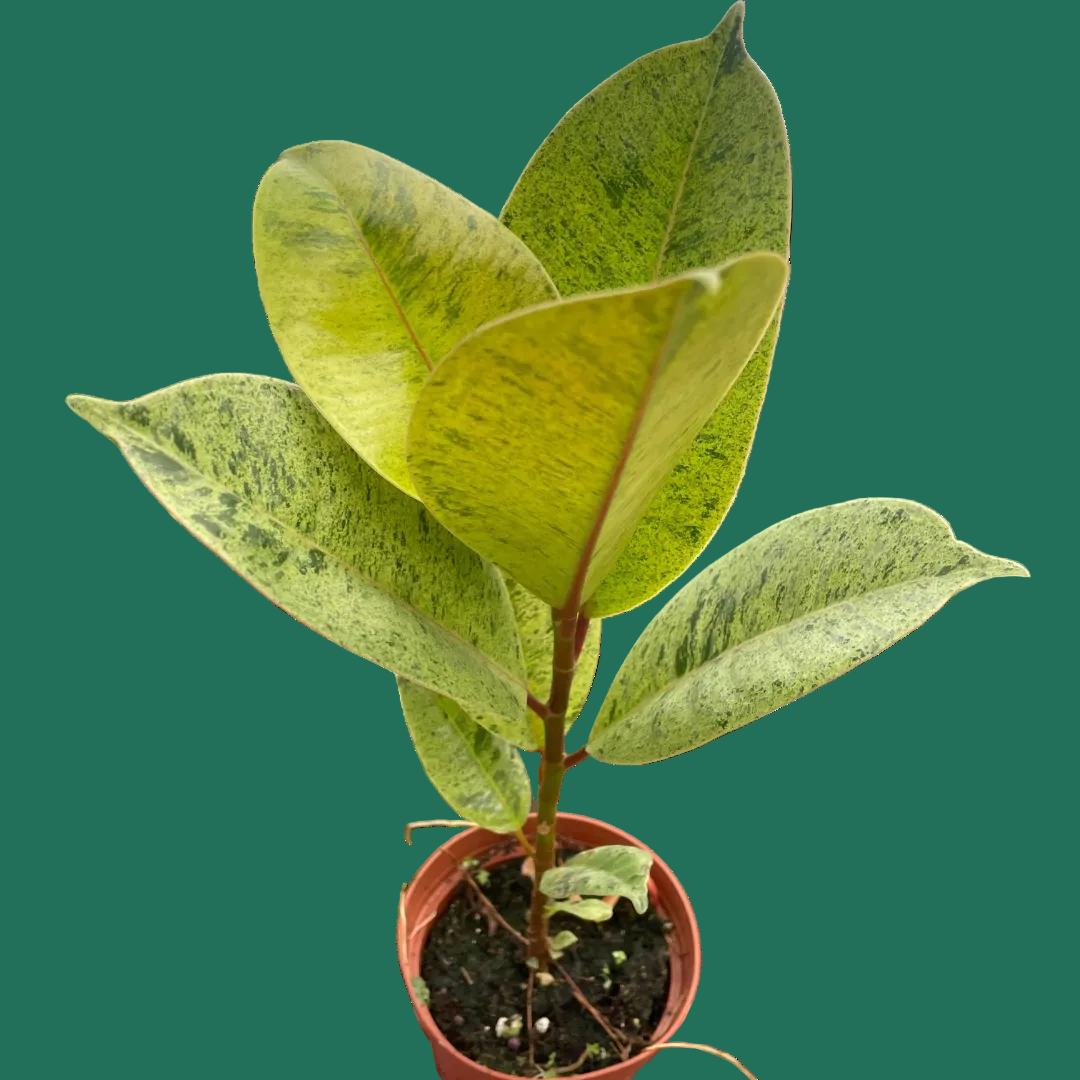 Potted Ficus Moonshine plant with green leaves on a green background from House of Agave.