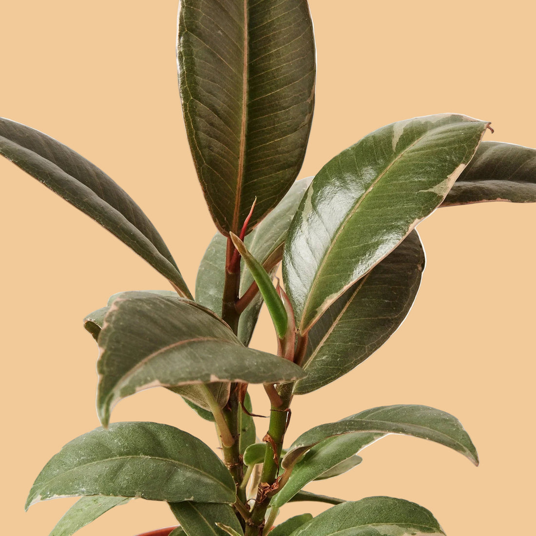 Close-up of green leaves OF A FICUS TINEKE on a peach background from House of Agave.