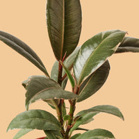 Close-up of green leaves OF A FICUS TINEKE on a peach background from House of Agave.