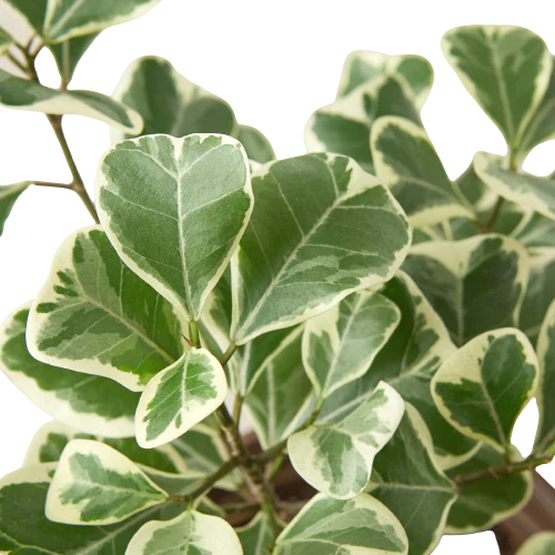 Close-up of a potted FICUS TRIANGULARIS plant with green and white leaves on a white background from House of Agave.
