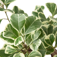 Close-up of a potted FICUS TRIANGULARIS plant with green and white leaves on a white background from House of Agave.