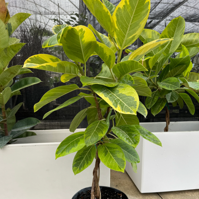 A FIcus Yellow Gem tree with large yellow and green leaves  in an indoor setting.