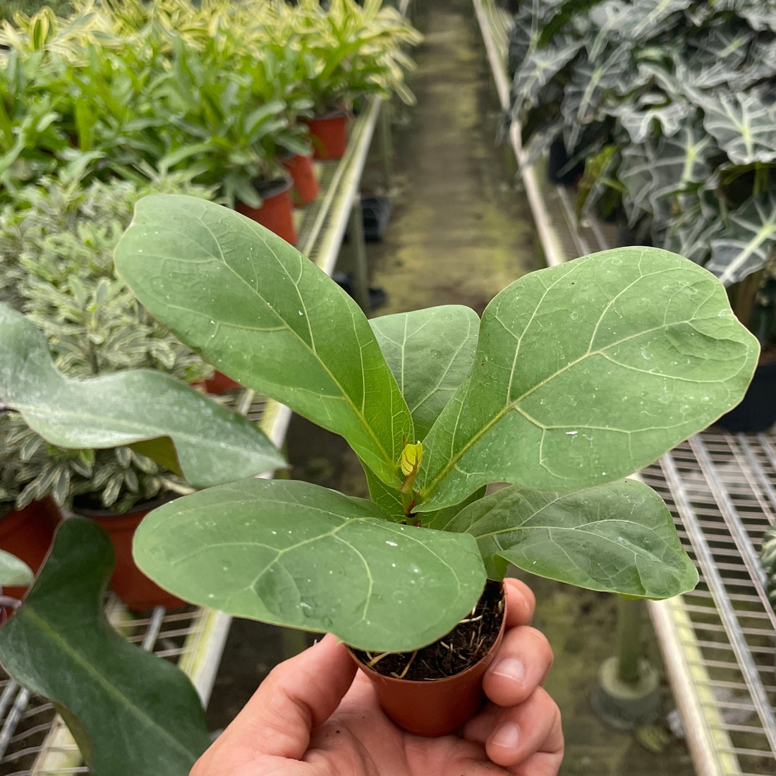 Hand holding a small potted Ficus lyrata, Fiddle Leaf Fig plant in a greenhouse filled with various plants.