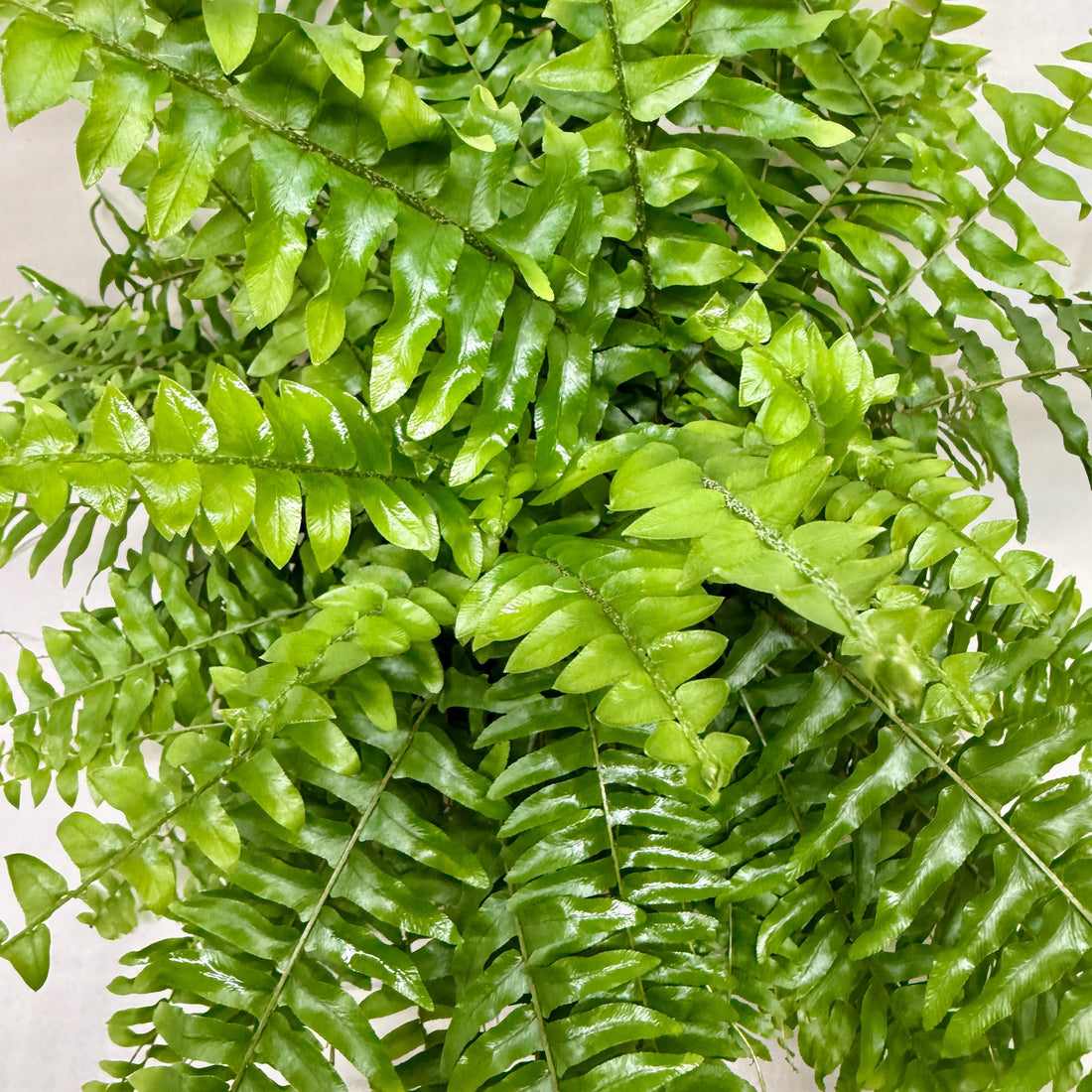A close-up of a lush green fern plant with vibrant, glossy leaves, photographed against a light neutral background.