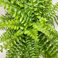 A close-up of a lush green fern plant with vibrant, glossy leaves, photographed against a light neutral background.