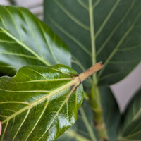 Ficus Audrey