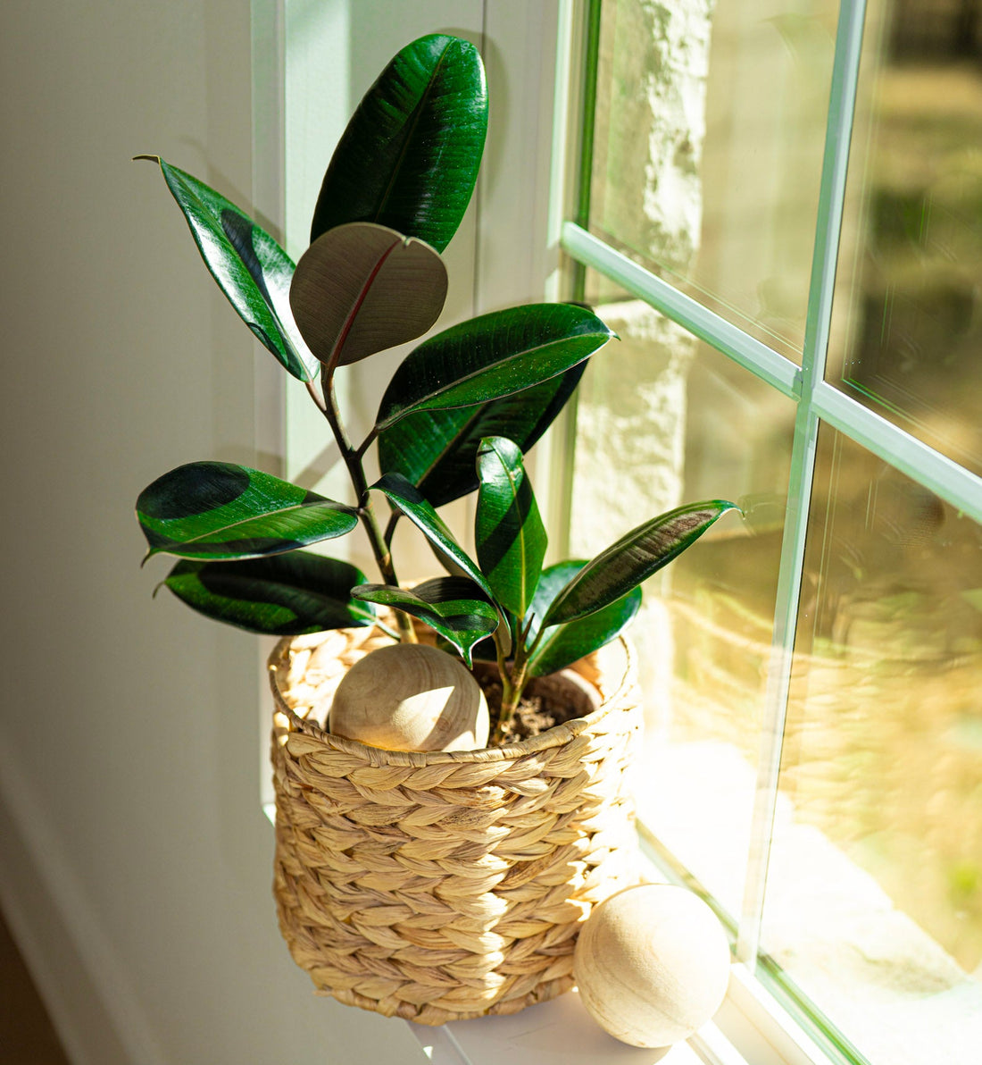 FICUS ELASTICA BURGUNDY OR RUBBER TREE plant in a woven basket on a windowsill with natural light.
