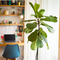 Fiddle Leaf Fig