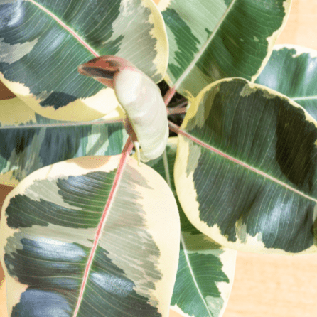 Leaves of a Ficus Tineke plant