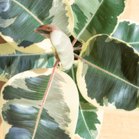 Leaves of a Ficus Tineke plant