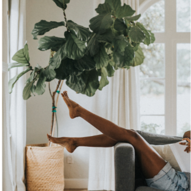 Fiddle leaf fig tree and legs