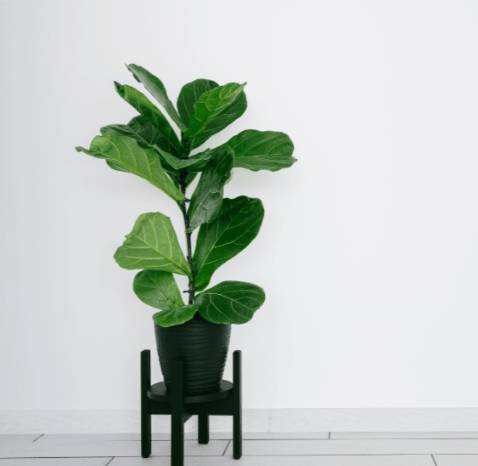 Fiddle Leaf Fig, Ficus Lyrata Plant