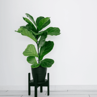 Fiddle Leaf Fig, Ficus Lyrata Plant