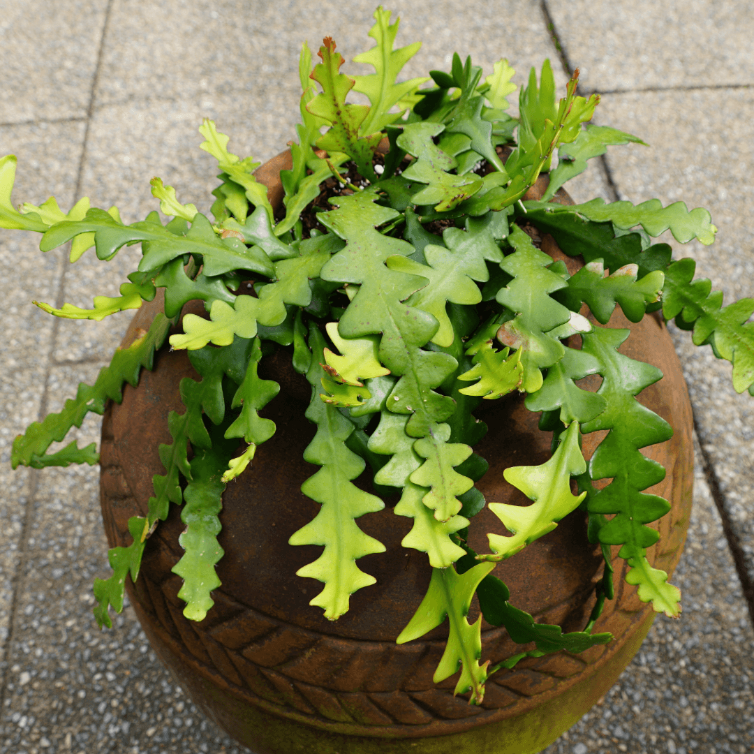 Fishbone Cactus, Tropical Cactus