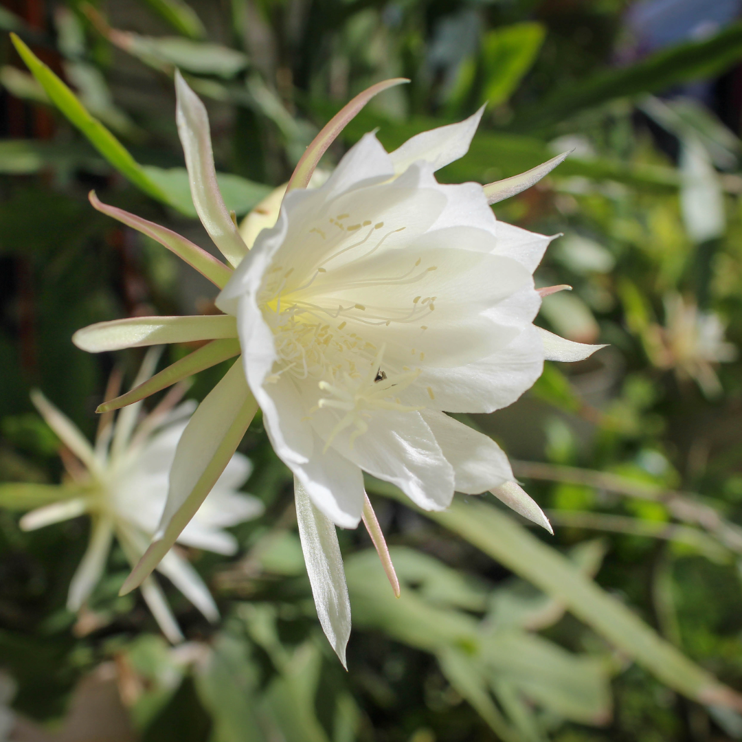 Fishbone Cactus, Tropical Cactus