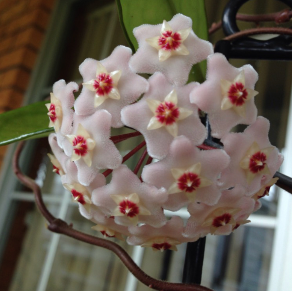 A close-up of a cluster of pale pink star-shaped Hoya flowers with cream centers and red accents, growing on a plant with green leaves and brown stems.