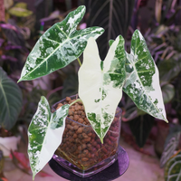 Alocasia micholitziana, Frydek Variegated