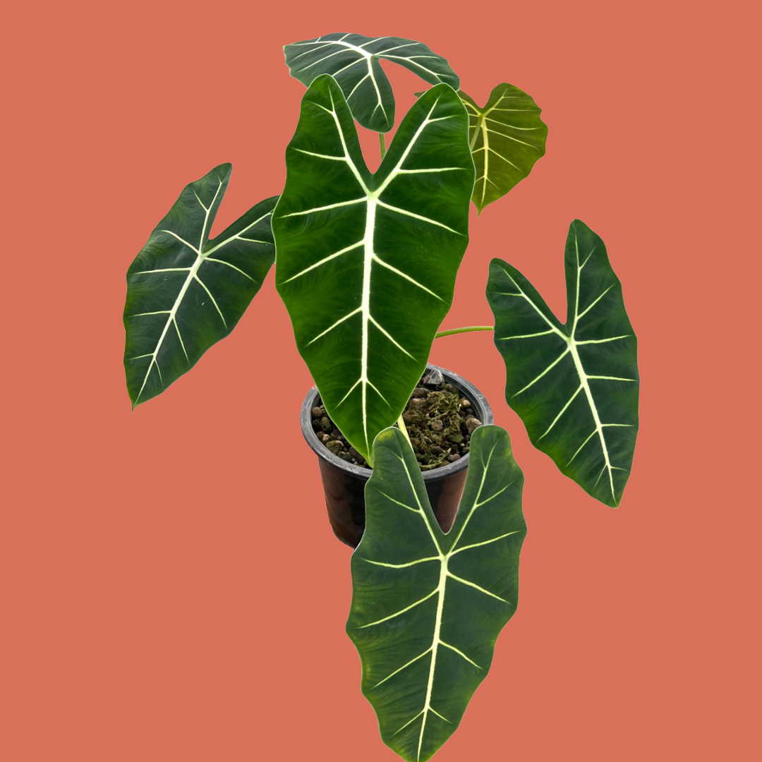 Alocasia Frydek, Alocasia Micholitziana