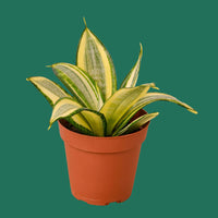 Potted Gold Snake plant with variegated leaves on a green background.
