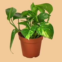 Potted Golden Pothos plant with green leaves on a peach background.