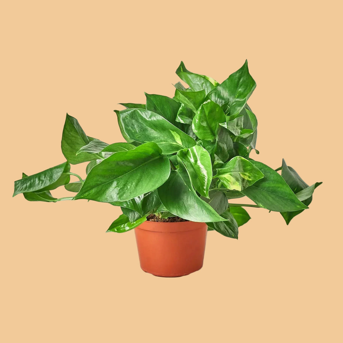 Potted green Golden Pothos plant on a peach background.