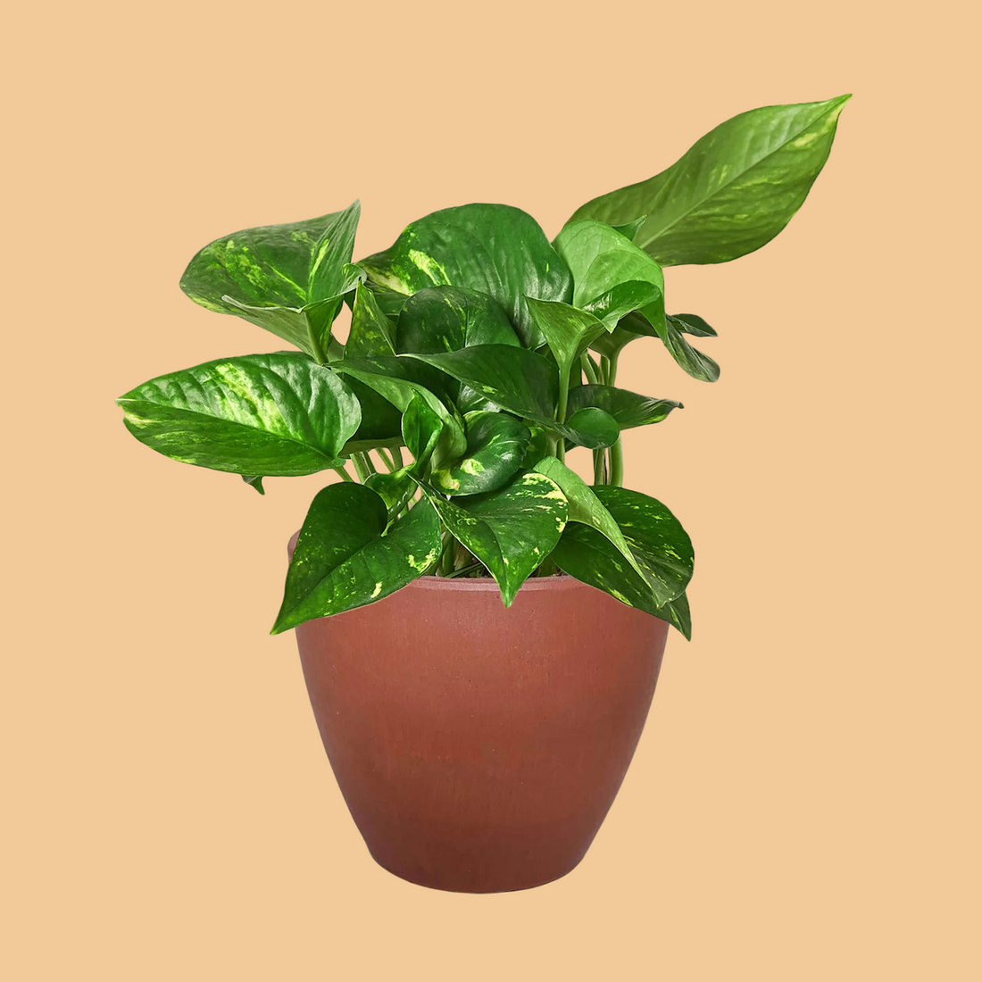 Potted green Golden Pothosplant with a terracotta pot on a peach background.