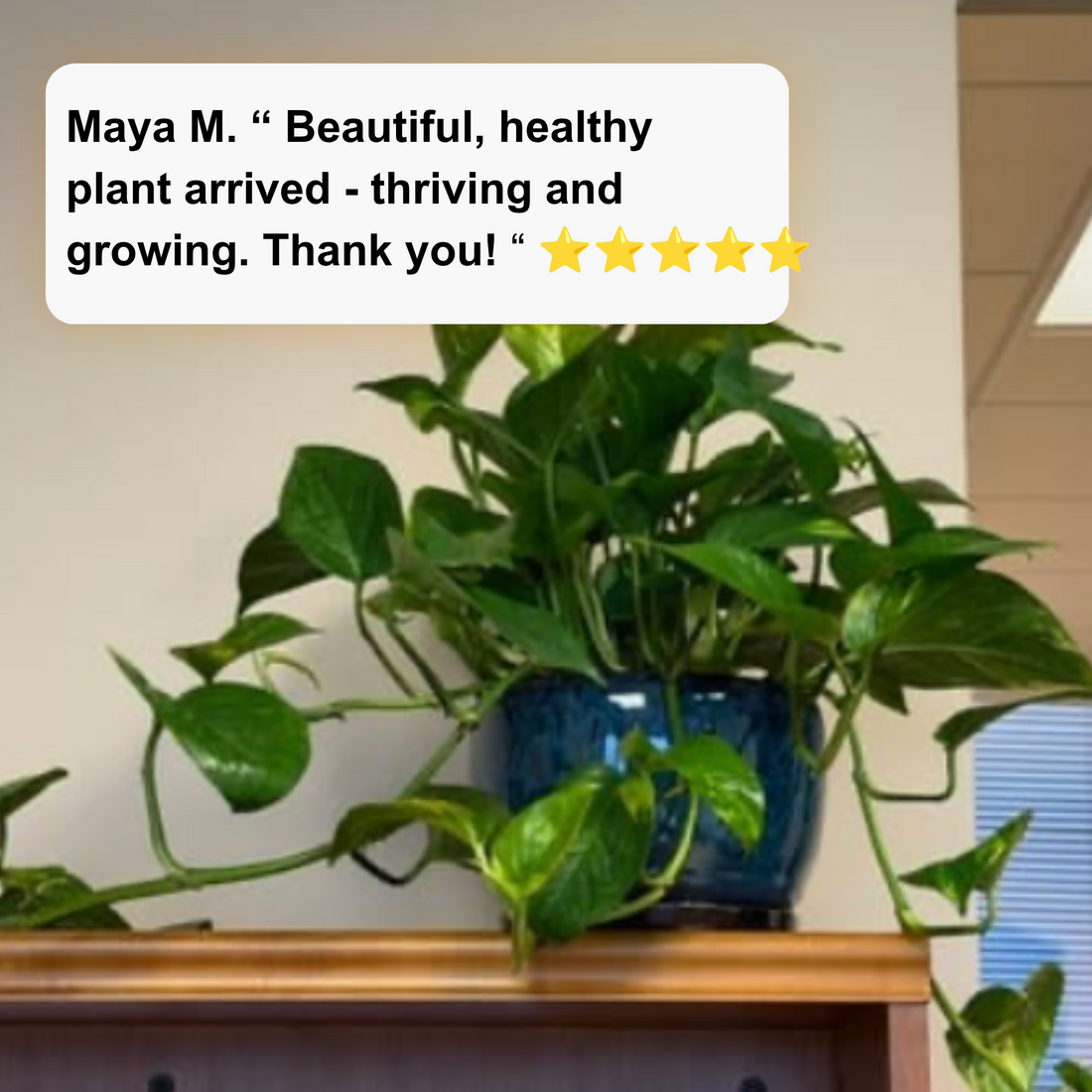 A green pothos plant in a glossy blue ceramic pot displayed indoors on a wooden shelf, with a customer review text bubble overlaid in the upper left.