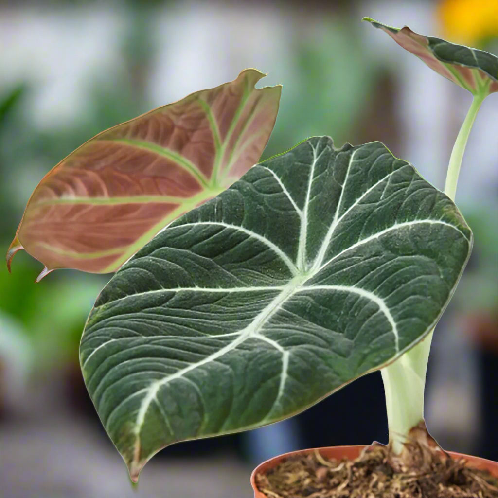 Close-up of an Alocasia Black Velvet leaf with white veins and a red-brown edge on a blurred greenhouse background from House of Agave.