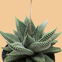 Potted Miami succulent plant with striped leaves on a peach background by House of Agave.