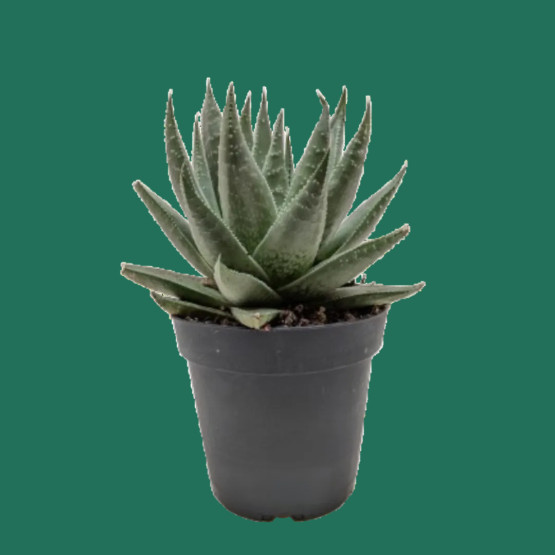 Potted HAWORTHIA succulent plant on a GREEN background.