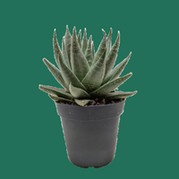 Potted HAWORTHIA succulent plant on a GREEN background.