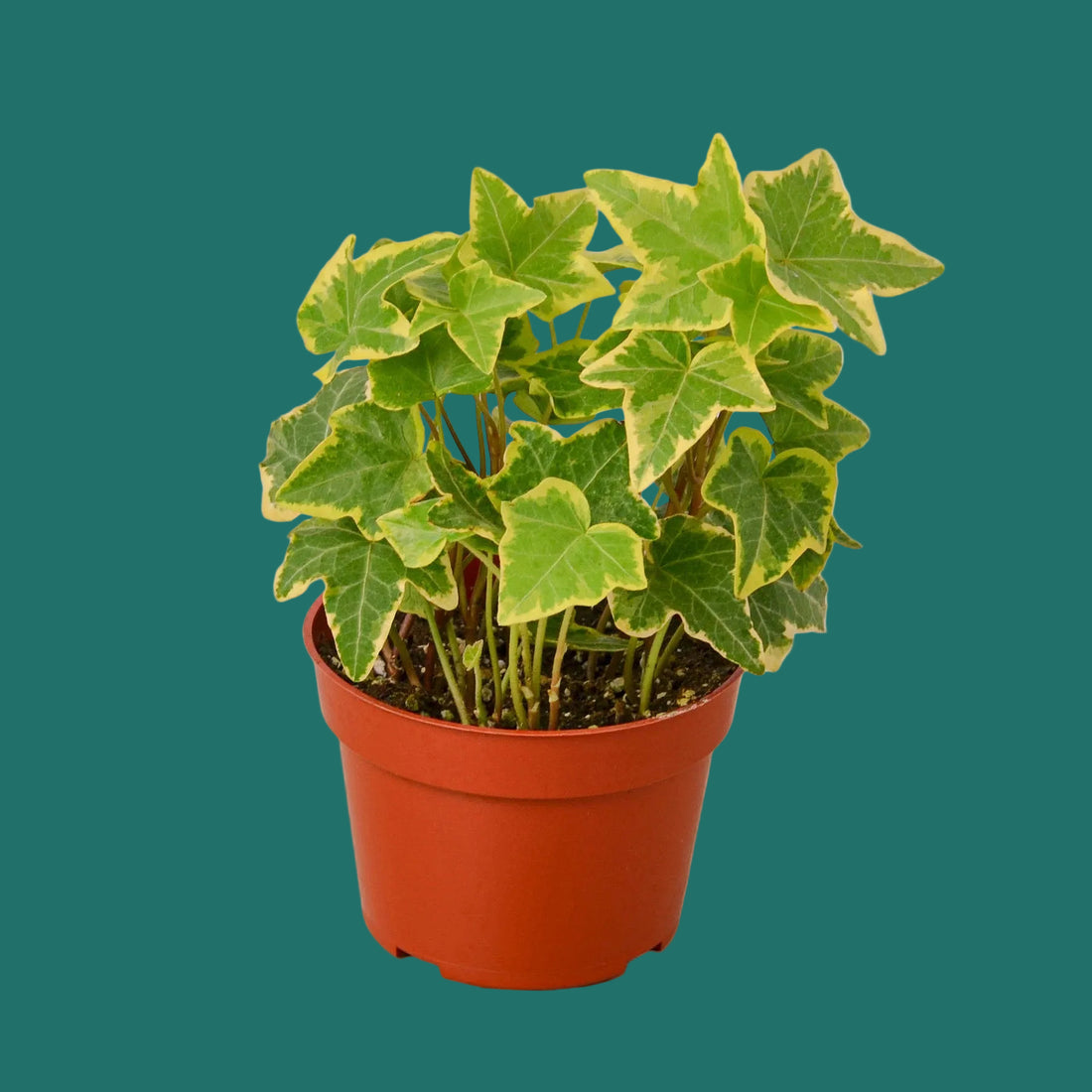 Potted English Ivy Gold Child plant with green leaves on a green background.