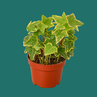 Potted English Ivy Gold Child plant with green leaves on a green background.