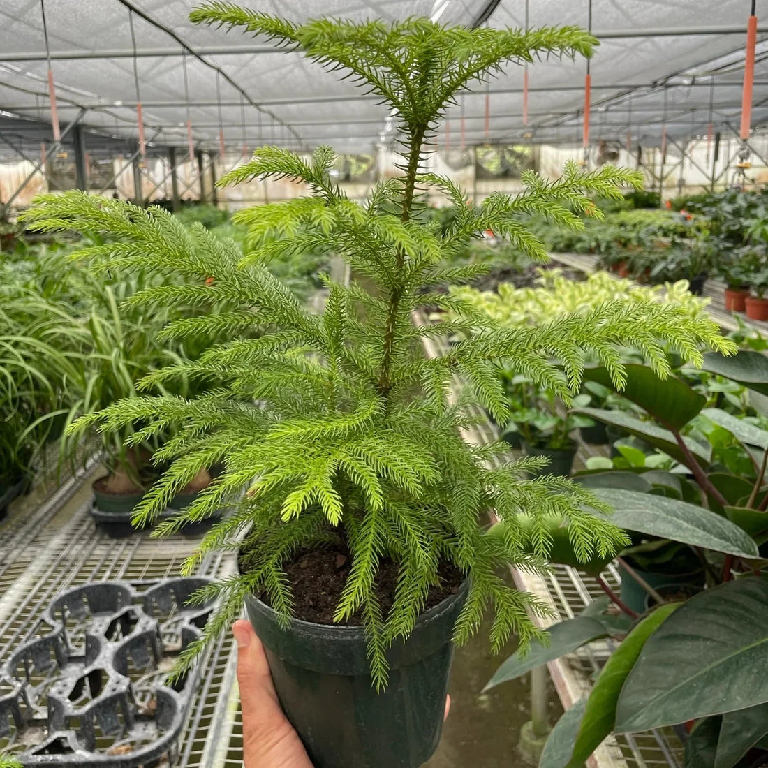 Potted Norfolk Island Pine plant held in a greenhouse setting at House of Agave.