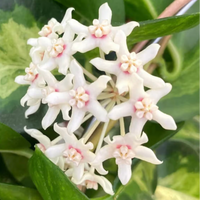 Close-up of white flowers with green leaves in the background on a Hoya AUSTRALIS  plant by House of Agave.