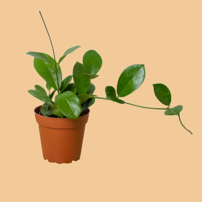 Potted Hoya australis plant with green vining leaves on a peach background from House of Agave.