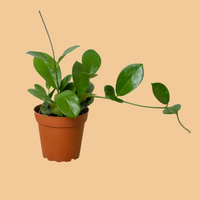 Potted Hoya australis plant with green vining leaves on a peach background from House of Agave.