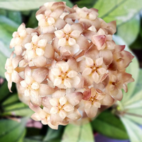 Close-up of a ball of cream-colored flowers with green leaves FROM A HOYA BLACK MARGIN PLANT from House of Agave