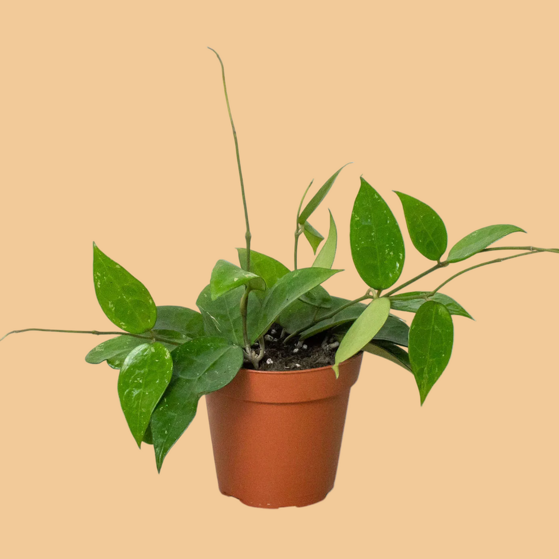 Potted Hoya Black Margin plant with green leaves on a peach  background by House of Agave.